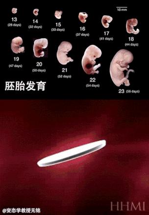 二年级课文拓展：《小蝌蚪找妈妈》小蝌蚪大秘密