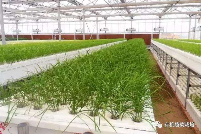 水培蔬菜种植的基础知识,水培蔬菜家庭版水培生菜