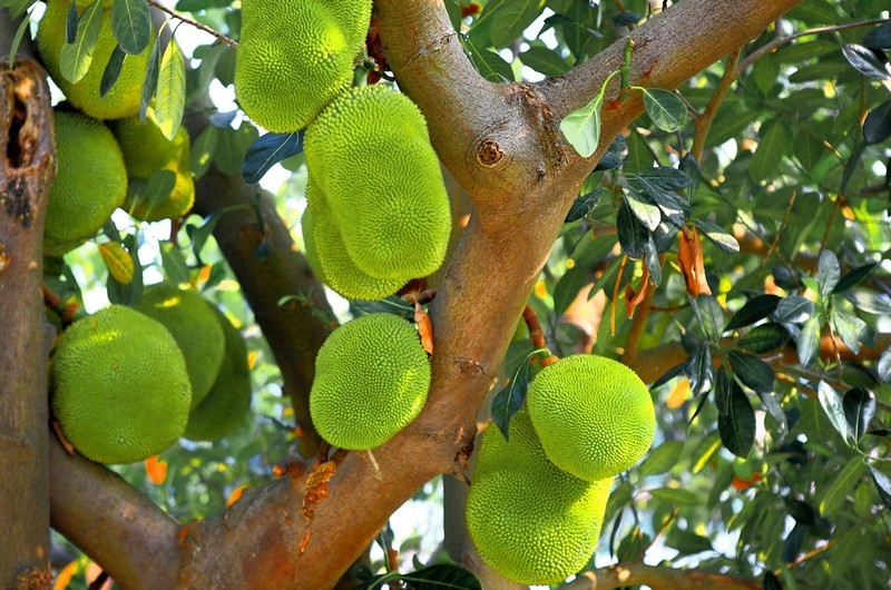 菠萝蜜有什么营养种子可以吃吗,菠萝蜜能种吗怎么种