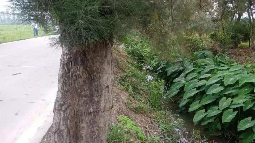 往前开,往鱼塘开!8年驾龄老司机的“翻车”过程