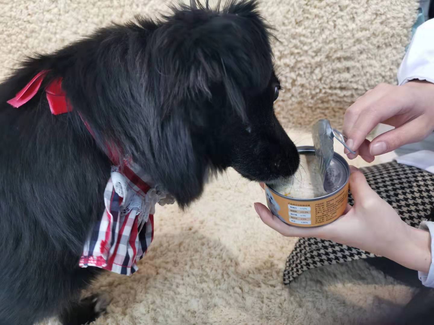 狗零食狗粮测评,狗狗爱吃哪款狗粮评测