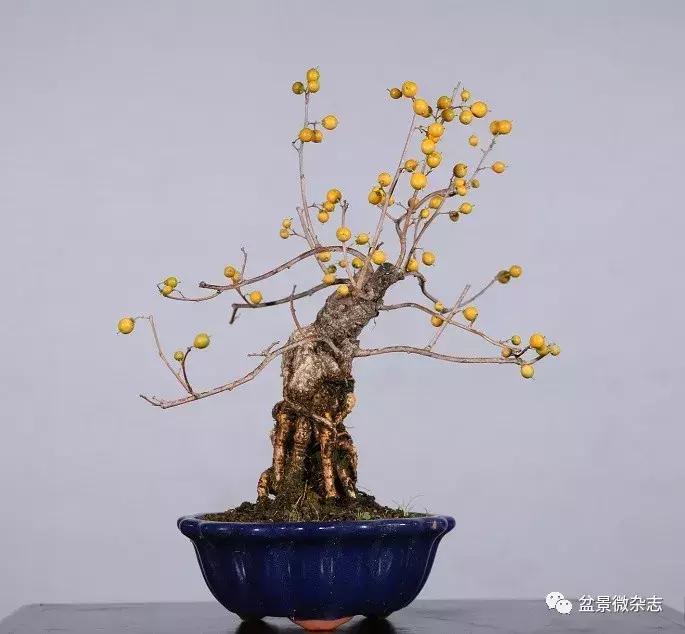 日本精品微型盆景介绍,日本盆景与中国盆景树种比较