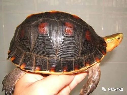 科普动物知识类短视频,龟鳖科普