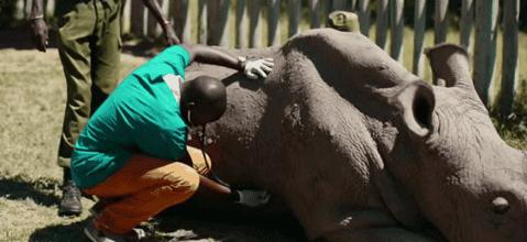 赌上全人类的技术,我们至今仍没有复活一种灭绝生物?