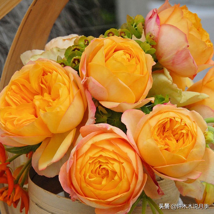 月季烂根的补救办法,月季烂根是什么原因