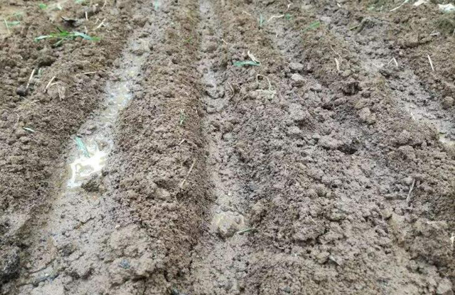 韭菜种植小妙招短视频,农村韭菜种子种植方法和技巧