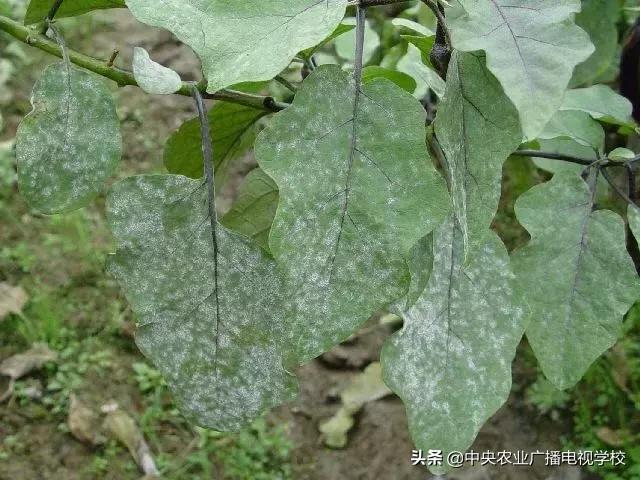 看图识物茄子,茄子叶子上发白是什么病怎么治