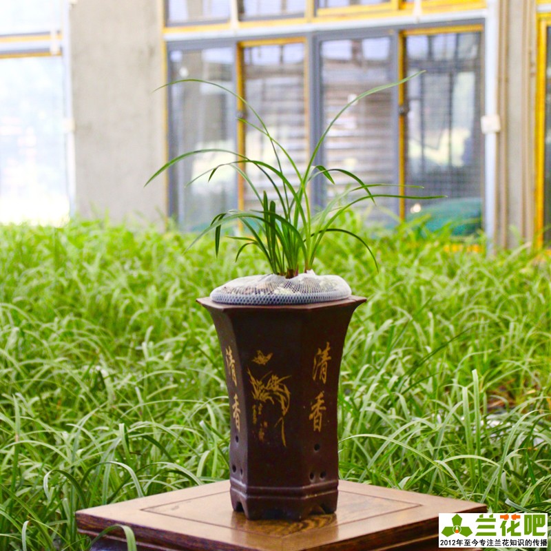 栽培兰花为什么要注意通风,在阳台养兰花湿度和通风怎样掌握