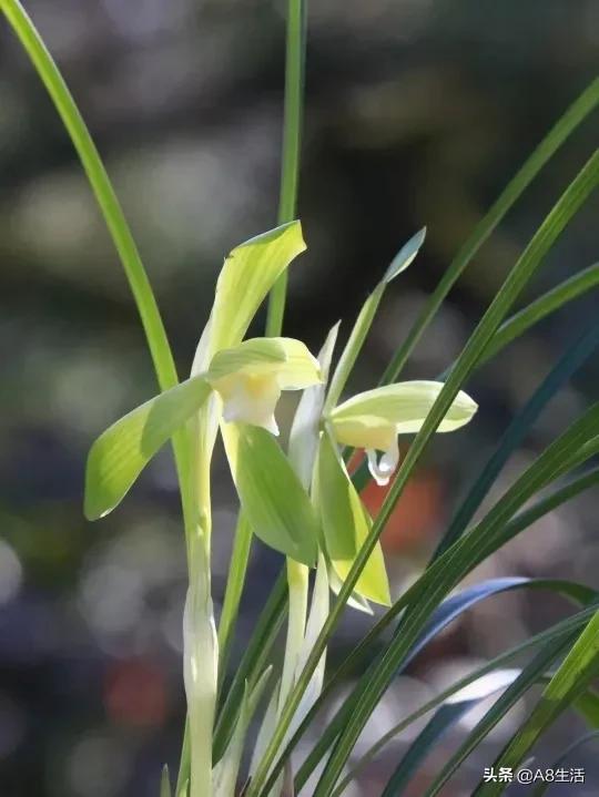 春兰张荷素兰花介绍,每日一品中国兰花春兰