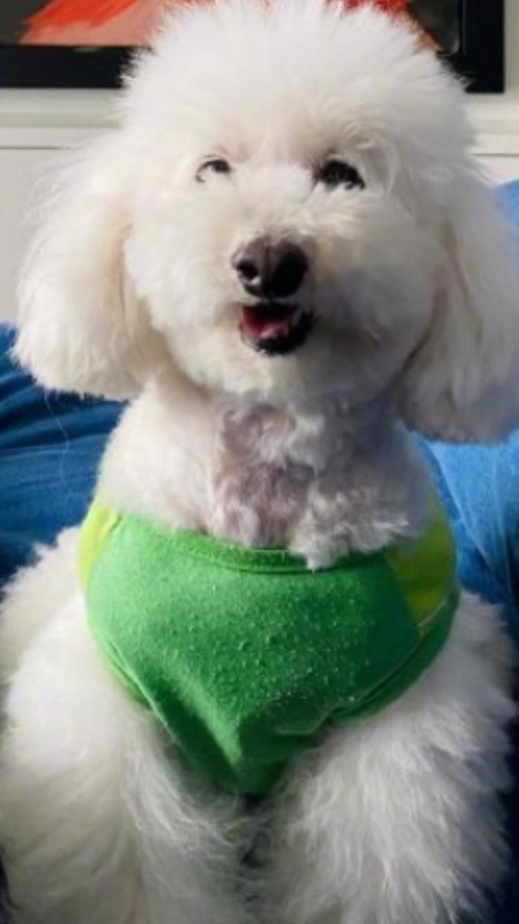 狗生巅峰！陈伟霆家狗狗被抱着睡住湖景豪宅，宋茜家宠物猪更时髦