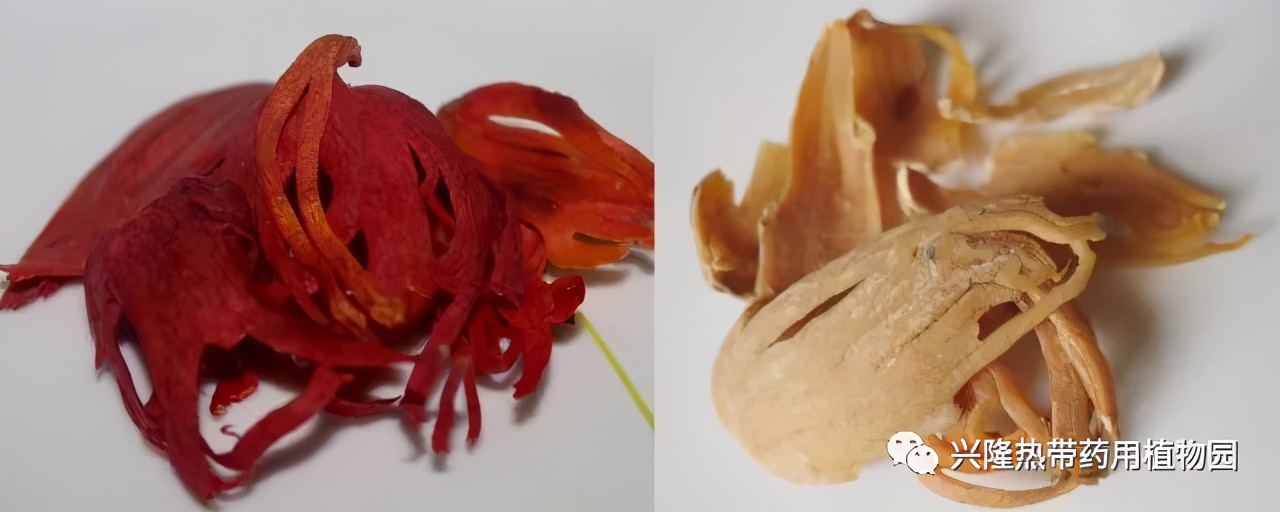 南药科普视频,南药科普