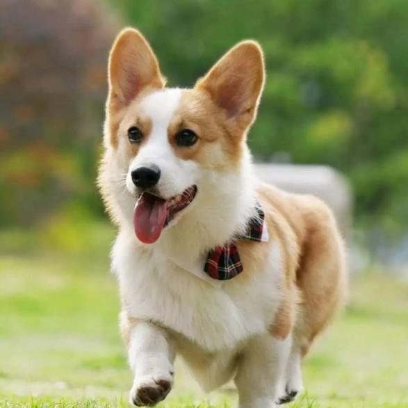 柯基拉稀怎么解决,柯基吃完就拉稀怎么办