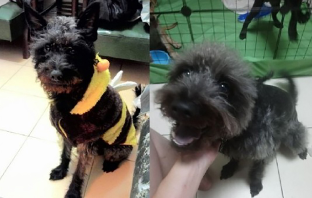 小狗黑色变棕色了,小狗黑毛色变黄怎么回事