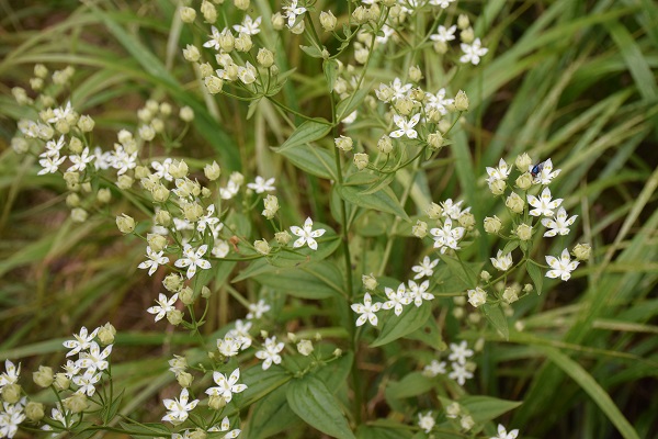 钢铁直男太恼人?珍爱网教你读懂直男这本书