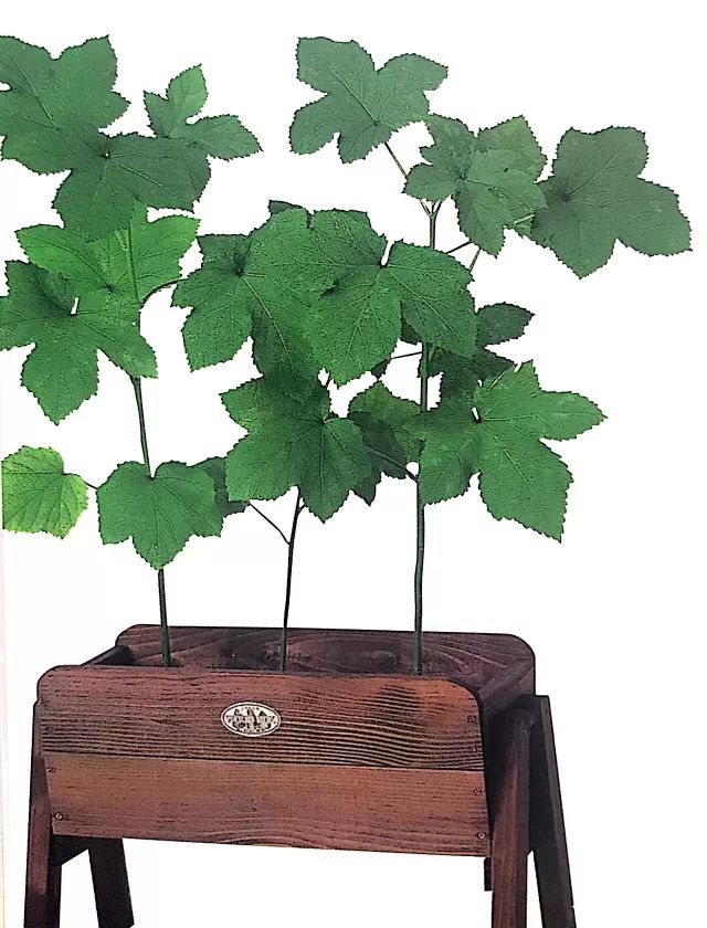 怎么在地里种秋葵,秋葵怎么种植在阳台上