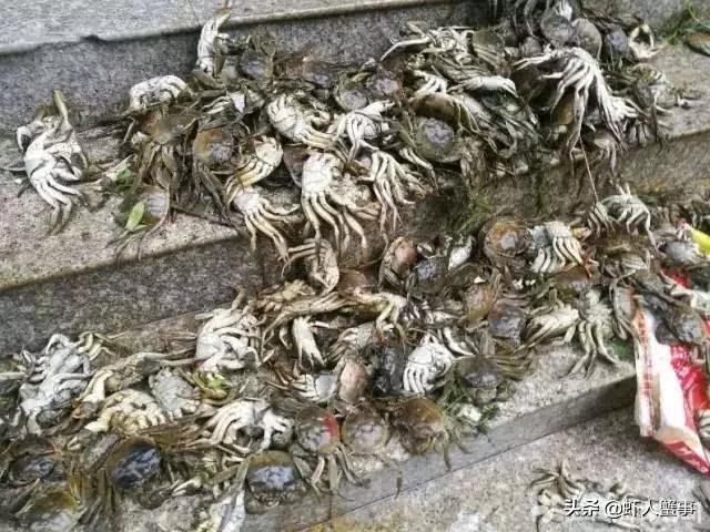 绿藻蓝藻青苔怎么区别,为什么藻类不容易存活