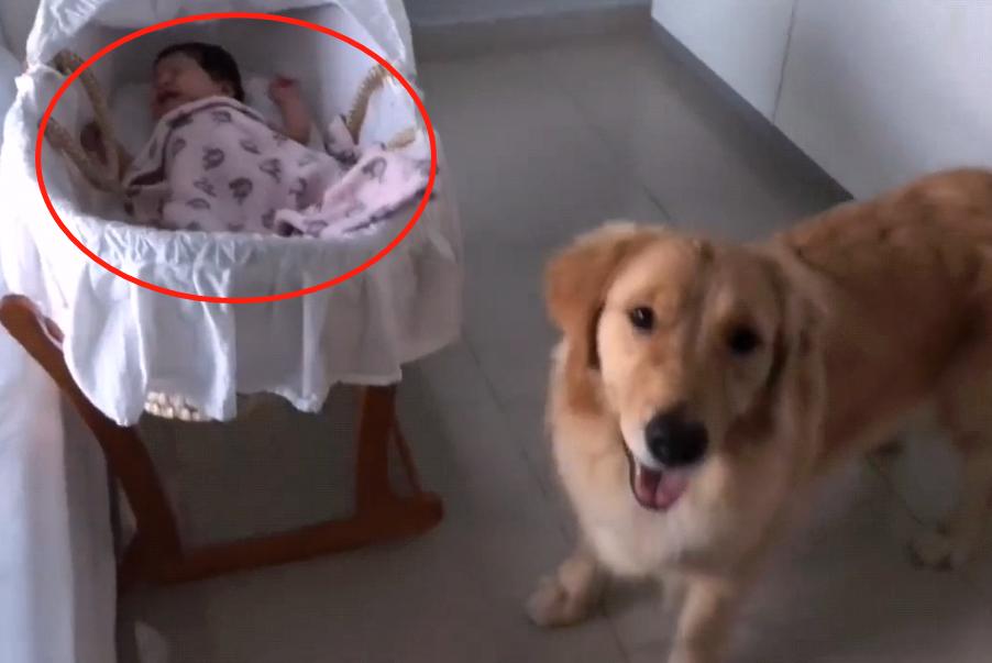 金毛女主人生宝宝,女主人生孩子后宠物的反应