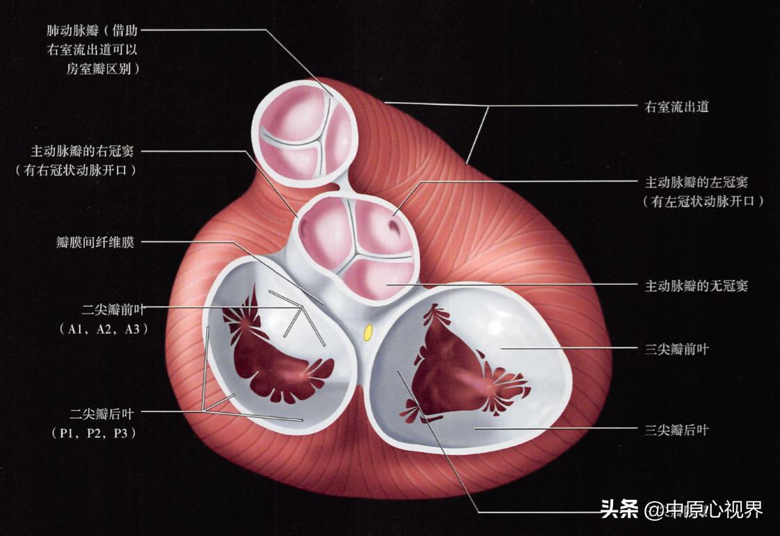 心血管内科知识小结,急性心力衰竭护理知识笔记