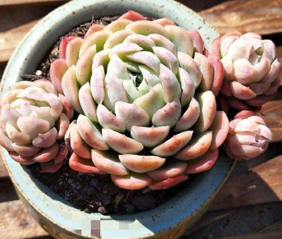 多肉叶片喷水有助上色吗,给多肉上色的最佳方法