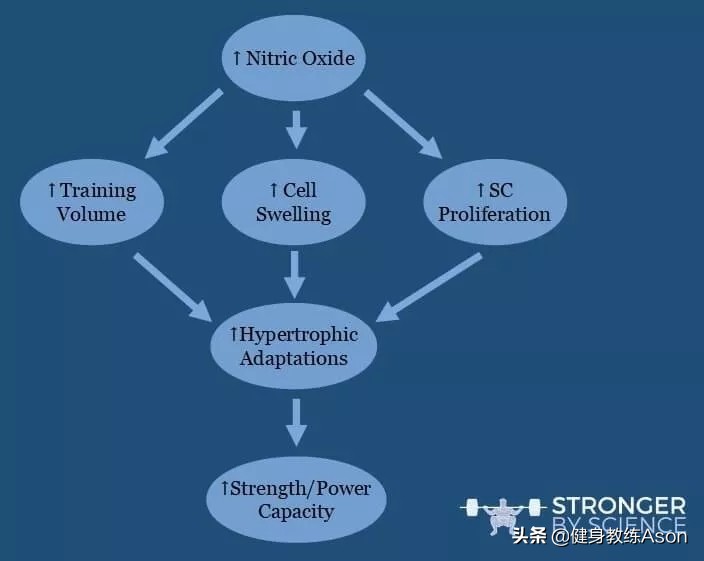 【深度】聊一聊不太为人知的补剂：一氧化氮、瓜氨酸苹果酸