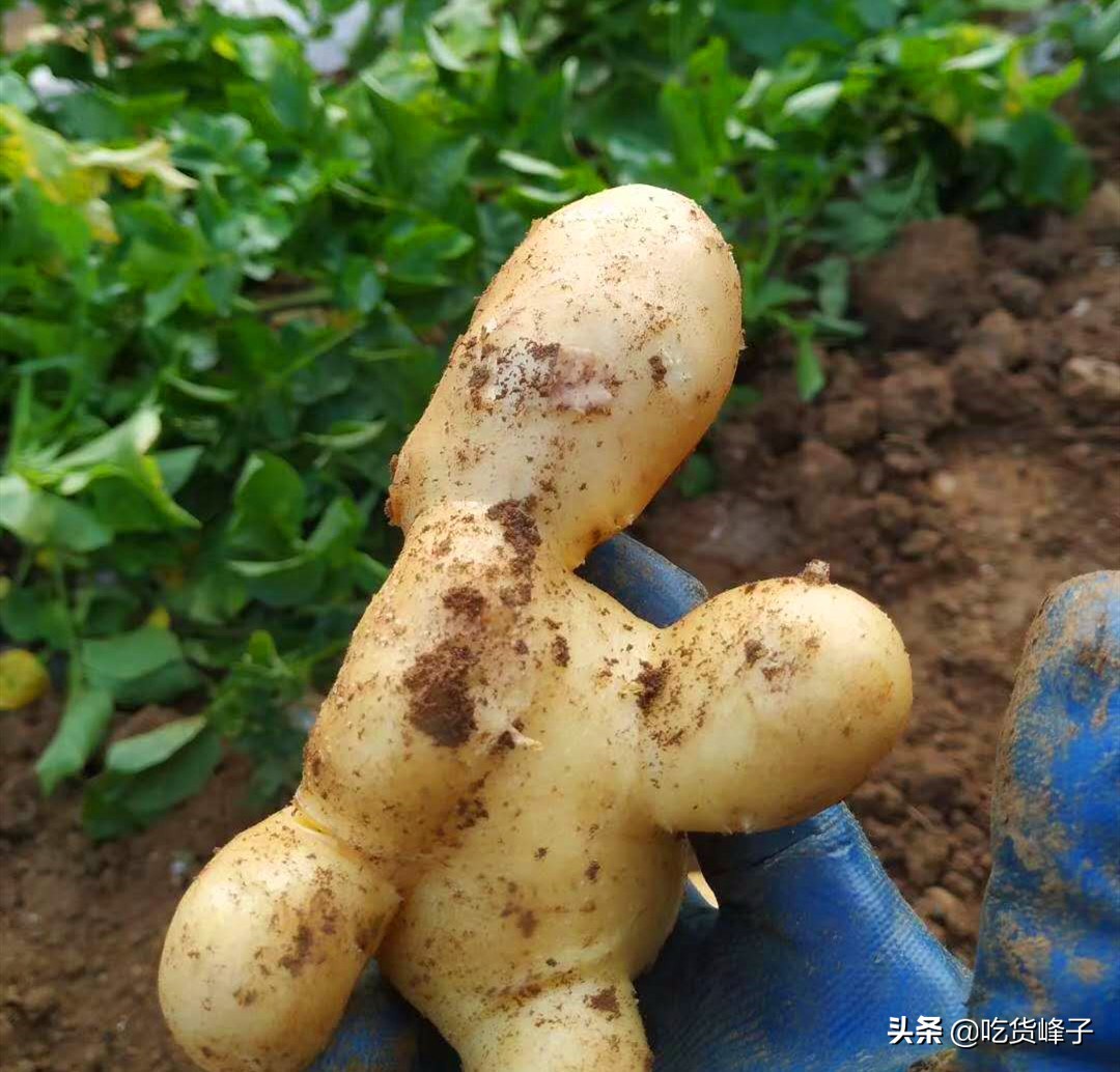 天热土豆怎么保存,屋里热土豆怎么保存不发芽