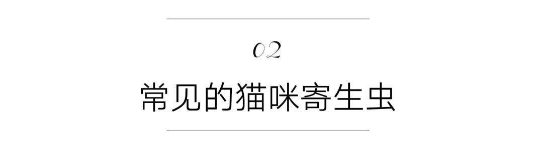 猫咪身上的寄生虫怎么处理,按时驱虫的猫咪还会有寄生虫吗