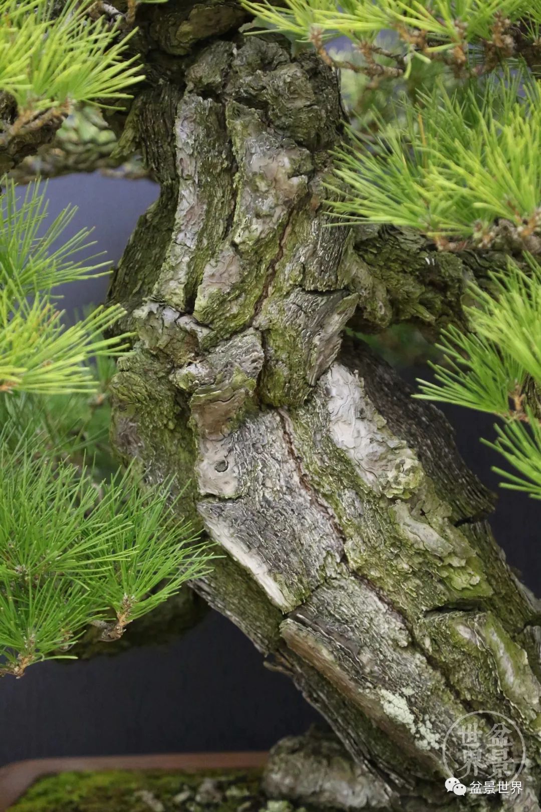 精品黑松盆景欣赏,富贵大气的盆景有哪些