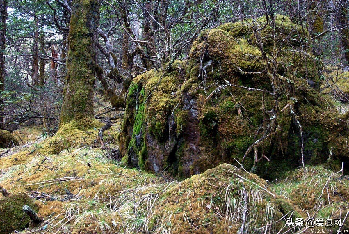 四川黑竹沟峡谷,中国最神秘的山谷