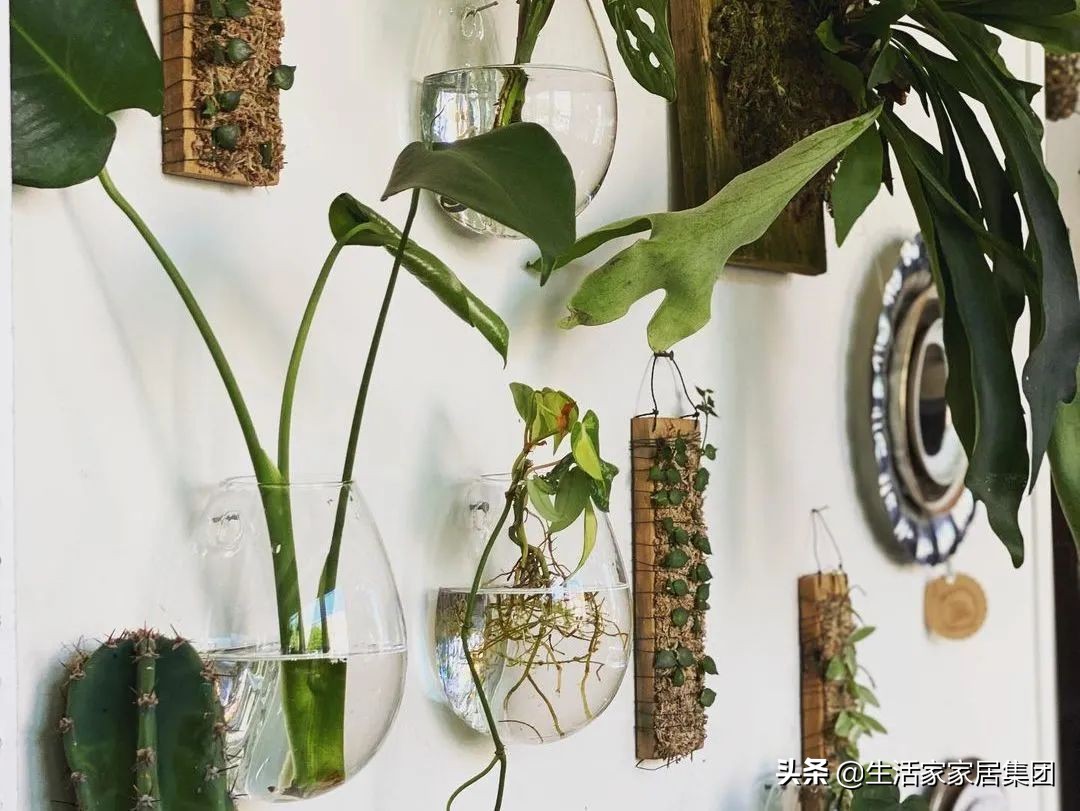 装修极简主义的室内植物搭配,家居植物现代风推荐