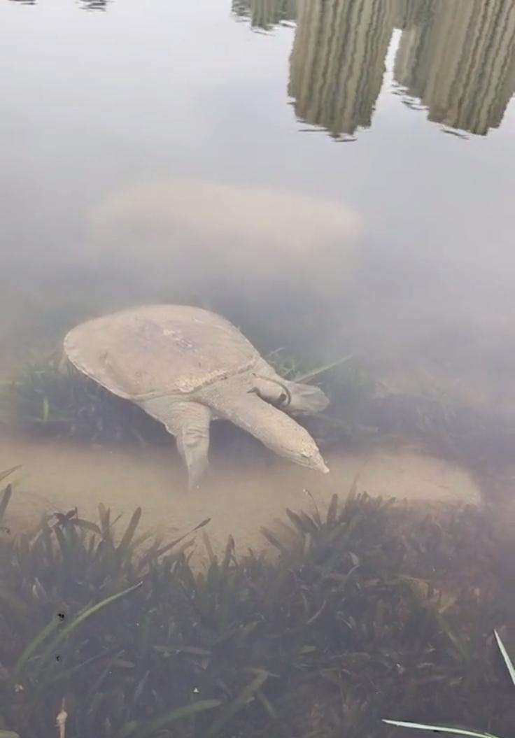 村民捡到40多斤巨鳖将其放生,58斤大鳖突然浮出水面吓坏江边人