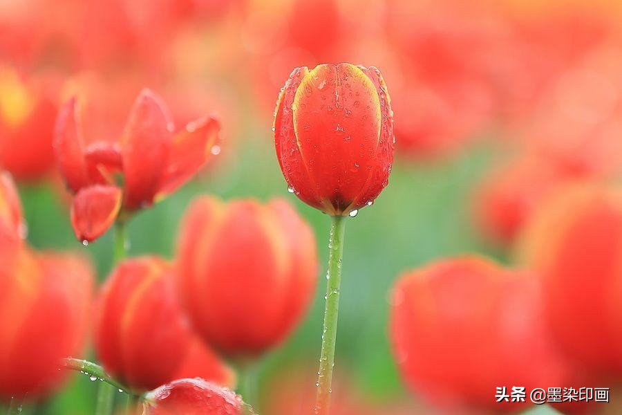 清明节拍摄风景图片,清明节全家踏青照片如何拍摄