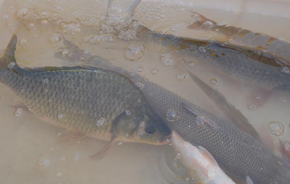 肥美的河鲜,肇庆哪里有河鲜卖