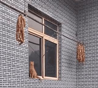 干饭猫,猫咪干饭跟饭桶一样