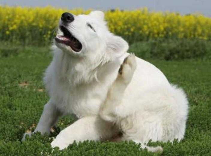 狗狗刚出生一个礼拜身上好多跳蚤,狗狗跳蚤如何治理