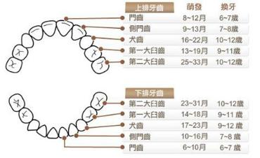 换牙以后怎么才能保护牙齿不黄,孩子换牙后牙黄是什么原因