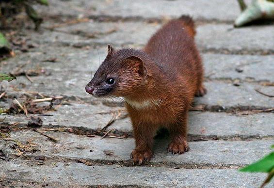 黄鼠狼为什么叫做黄大仙科学原理,老祖宗为什么说黄鼠狼不能抓