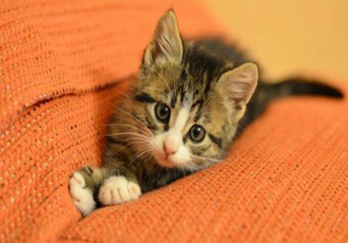 猫咪乱拉乱尿是报复主人吗,猫咪报复性乱尿的症状