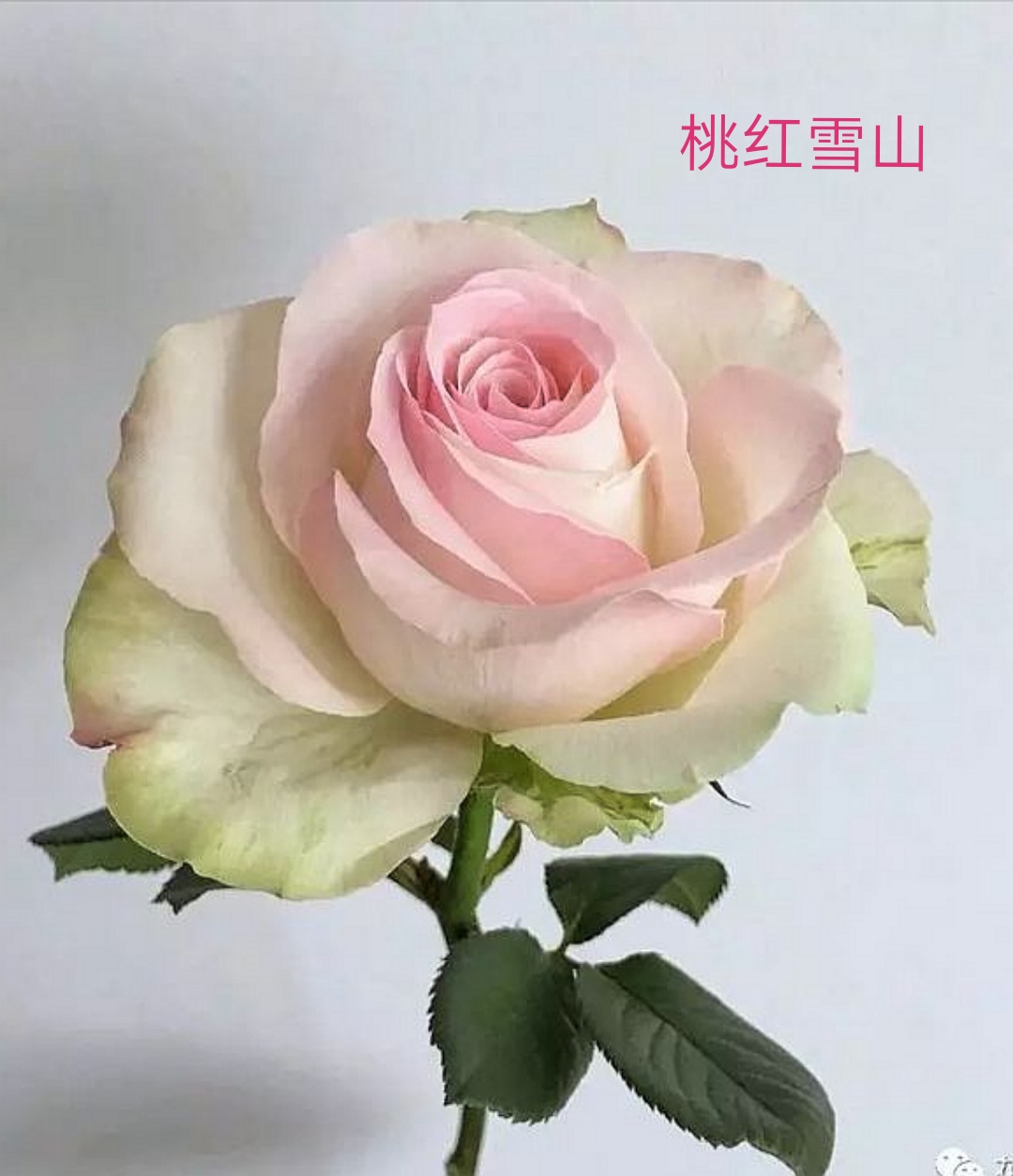 切花火焰月季,适合新手的切花月季