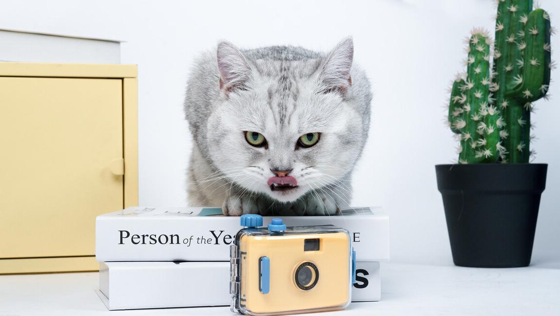 英短猫有什么毛病吗,英短猫咪为什么拉屎臭