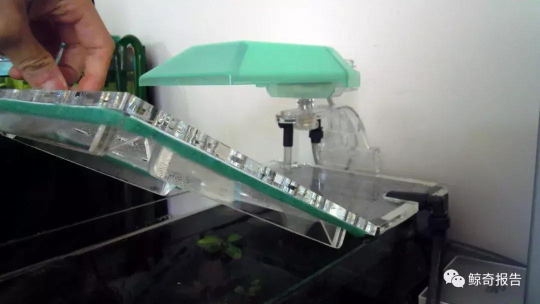 黄金眼镜蛇幼鱼饲养方法,饲养黄金眼镜蛇雷龙的温度是多少