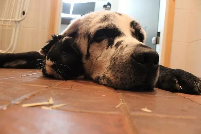 黑拉布拉多额头有白癣,黑拉布拉多身上有白点怎么回事