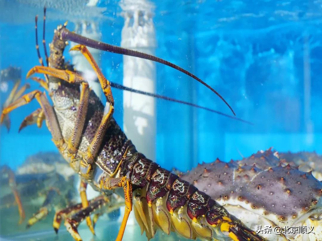 顺义区年货节日福利,顺义区年货节日福利值得购买吗