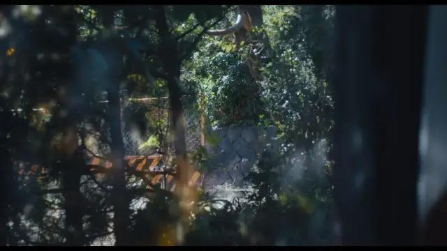 咒怨的前因后果,咒怨里有活下来的人吗