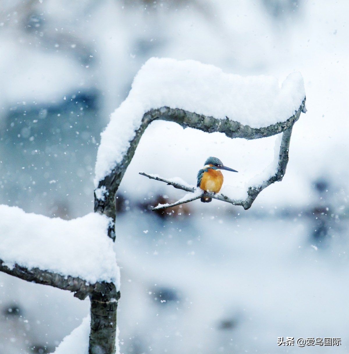 观鸟大年,观鸟作品100幅