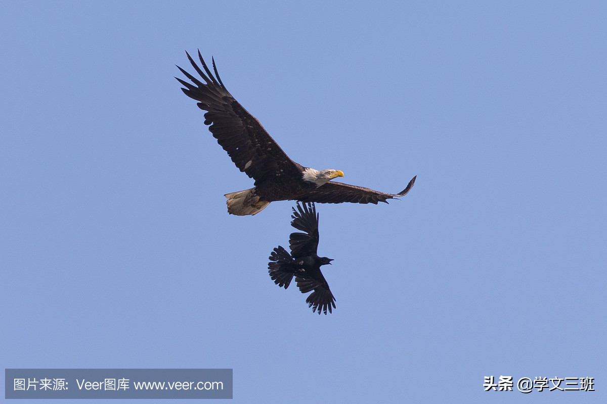 同样是鸟,为啥乌鸦能这么流氓?