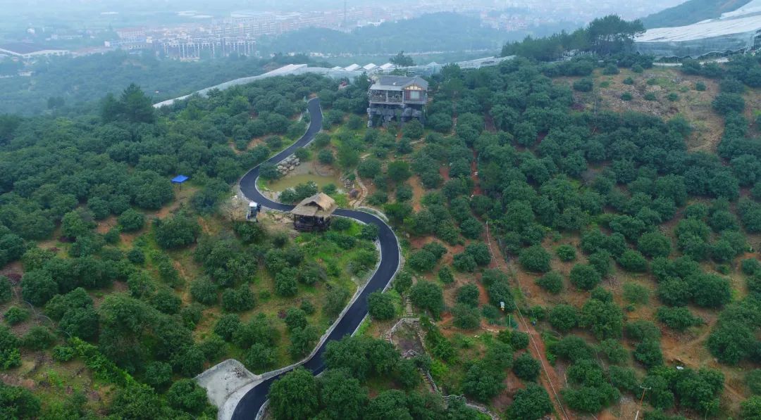 兰溪杨梅正式开摘！最强采摘攻略出炉，五十里杨梅长廊够吃吗？杨梅自由就是现在！