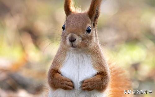 松鼠病的症状,松鼠病用什么药