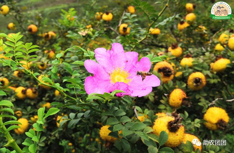 助农团团丨刺梨产业巡礼②：金秋十里沟，硕果满枝头