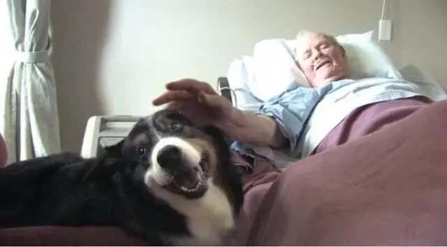 中国养狗的规矩,全国最严养狗条例