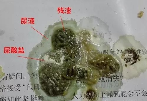 鹦鹉春季易发病及防治方法,鹦鹉如何在冬季加温保暖
